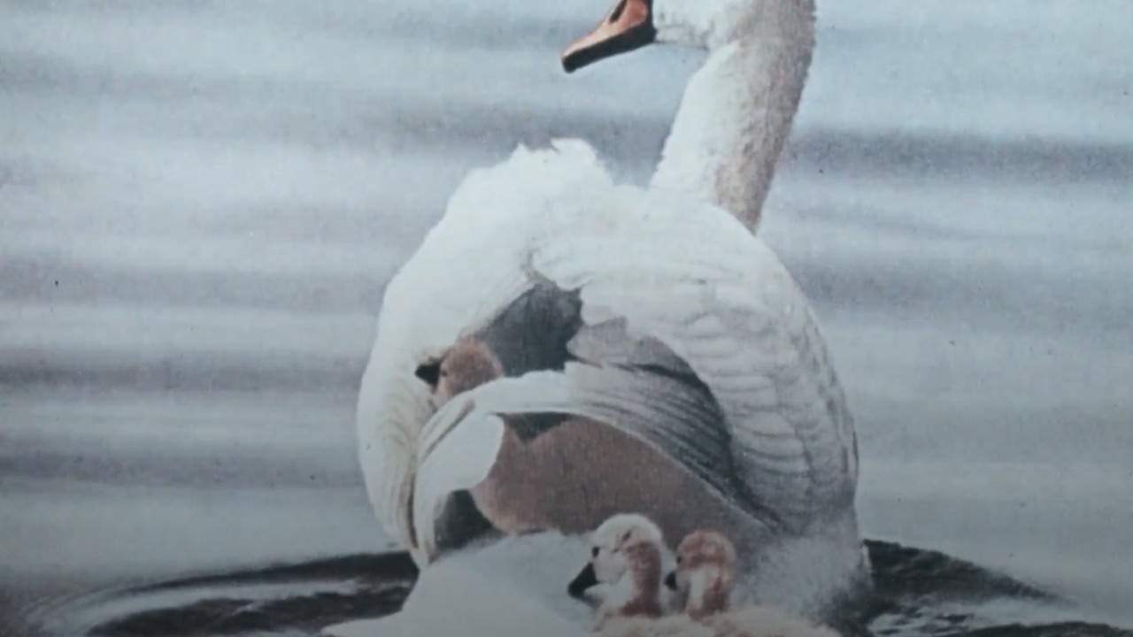 Latvijas aizsargājamā fauna